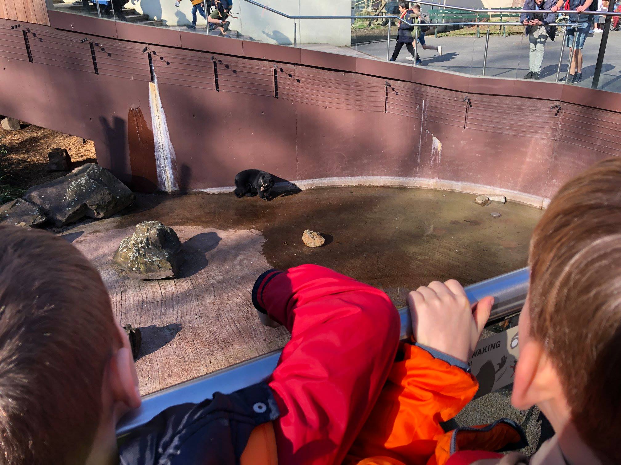 Sint-Martinus den XIIde - Zoo Antwerpen Kapoenen